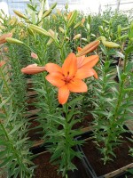 [4057 Amateras No01.JPG]